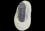 Bargain, Crotalocephalina Trilobite Fossil #67673-5